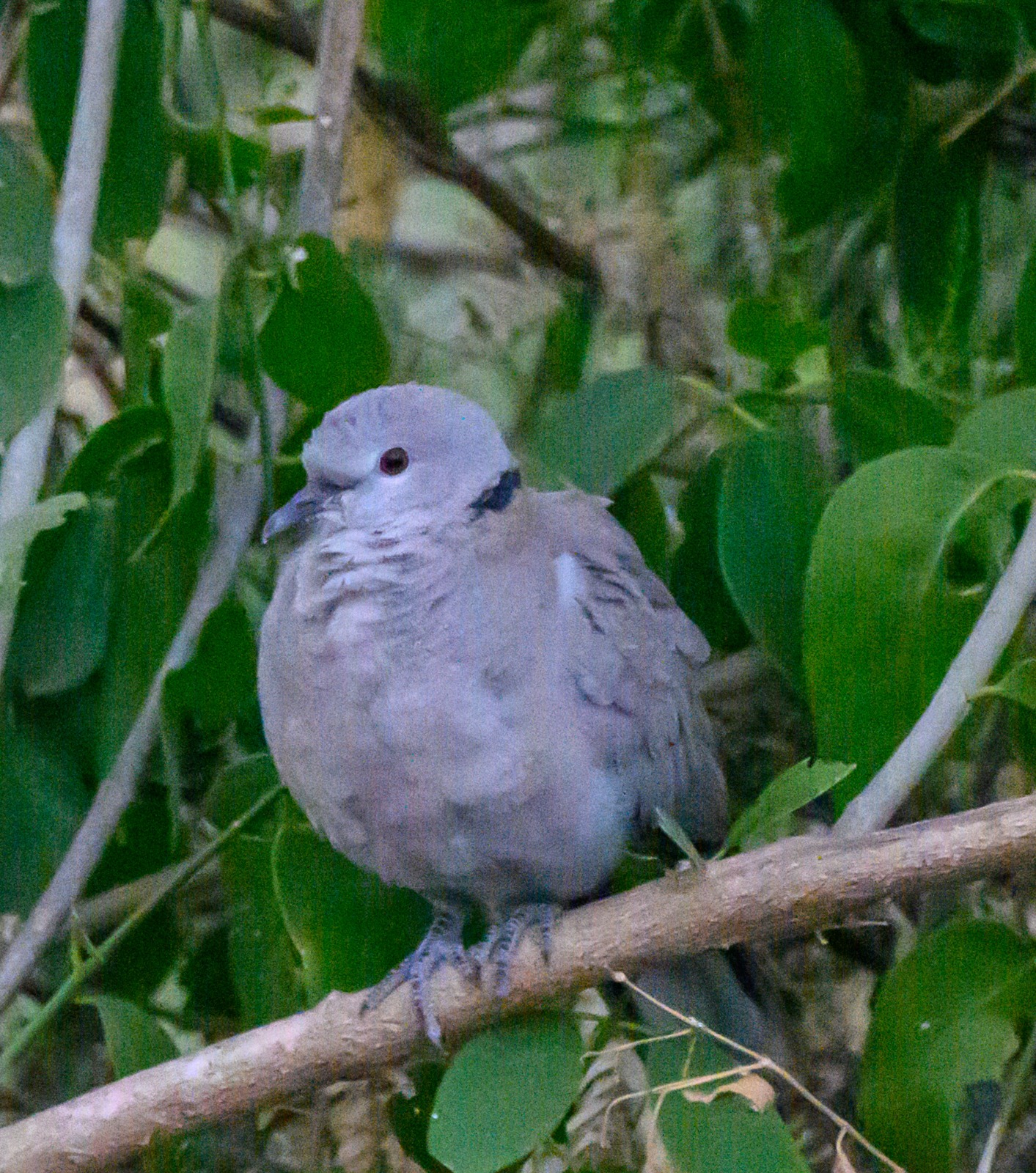 Eurasian Collared Dove